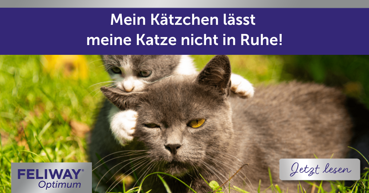 Kätzchen lässt Katze nicht in Ruhe! Aus Sicht der alten Katze
